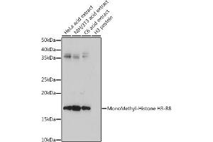 Western blot analysis of extracts of various cell lines, using MonoMethyl-Histone H3-R8 antibody (ABIN3017482, ABIN3017483, ABIN3017484 and ABIN6220107) at 1:500 dilution. (Histone 3 抗体  (H3R8me))