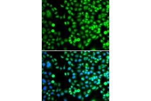 Immunofluorescence (IF) image for anti-Breast Carcinoma Amplified Sequence 3 (BCAS3) (AA 674-913) antibody (ABIN6137481)