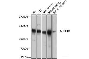 Western blot analysis of extracts of various cell lines using MTHFD1 Polyclonal Antibody at dilution of 1:1000. (MTHFD1 抗体)