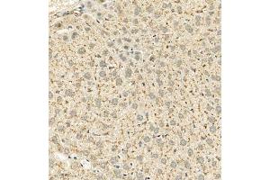 Immunohistochemistry analysis of paraffin embedded mouse liver using Cathepsin-Z (ABIN7073350) at dilution of 1: 600 (Cathepsin Z 抗体)