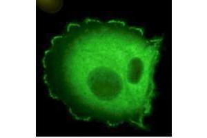 Immunofluorescence (IF) image for anti-Neural Precursor Cell Expressed, Developmentally Down-Regulated 9 (NEDD9) (AA 82-398) antibody (ABIN129518)