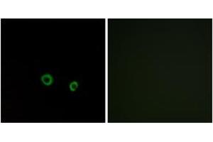 Immunofluorescence analysis of MCF7 cells, using TAS2R10 Antibody. (TAS2R10 抗体  (AA 122-171))