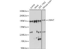 Western blot analysis of extracts of various cell lines, using USP47 Rabbit pAb (ABIN7271166) at 1:1000 dilution. (USP47 抗体  (AA 1128-1287))