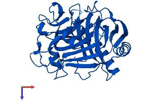 C11orf54 Protein (AA 1-315) (His tag)