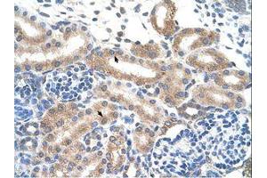 Image no. 1 for anti-Family with Sequence Similarity 174, Member B (FAM174B) (N-Term) antibody (ABIN203450) (FAM174B 抗体  (N-Term))