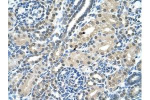 SBDS antibody was used for immunohistochemistry at a concentration of 4-8 ug/ml to stain Epithelial cells of renal tubule (arrows) in Human Kidney. (SBDS 抗体  (C-Term))
