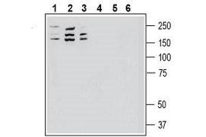 Western blot analysis of human SH-SY5Y neuroblastoma cell line lysate (lanes 1 and 4), human MDA-MB-231 breast adenocarcinoma cell line lysate (lanes 2 and 5) and human THP-1 monocytic leukemia cell line lysate (lanes 3 and 6): - 1-3. (ROBO1 抗体  (Extracellular, N-Term))
