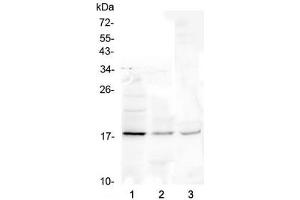 Western blot testing of 1) human Jurkat, 2) rat liver and 3) mouse liver lysate with Ribonuclease 3 antibody at 0. (RNASE3 抗体  (AA 28-160))