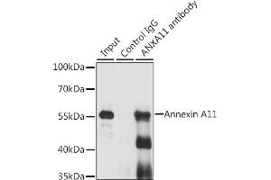 Immunoprecipitation (IP) image for anti-Annexin A11 (ANXA11) (AA 276-505) antibody (ABIN6136920)