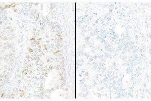 anti-Tripartite Motif Containing 28 (TRIM28) (pSer824) antibody