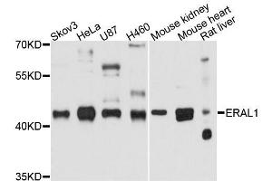 Western blot analysis of extracts of various cell lines, using ERAL1 antibody. (ERAL1 抗体  (AA 198-437))