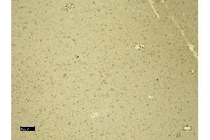 (ABIN184570) (4 μg/mL) staining of paraffin embedded Human Cortex.