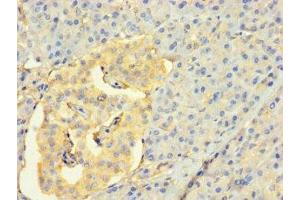 Immunohistochemistry of paraffin-embedded human pancreatic tissue using ABIN7158857 at dilution of 1:100 (CDC25C 抗体  (AA 1-473))