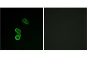 Image no. 1 for anti-Growth Associated Protein 43 (GAP43) (pSer41) antibody (ABIN2888422) (GAP43 抗体  (pSer41))