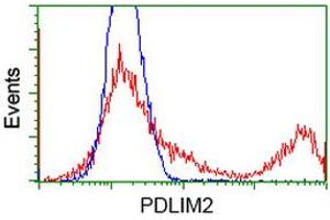 Image no. 1 for anti-PDZ and LIM Domain 2 (PDLIM2) antibody (ABIN1500125) (PDLIM2 抗体)
