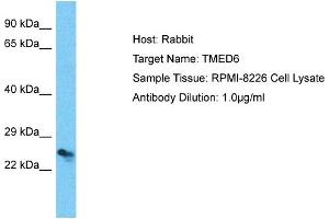 Host: Rabbit Target Name: TMED6 Sample Type: RPMI-8226 Whole Cell lysates Antibody Dilution: 1. (TMED6 抗体  (C-Term))