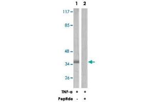 Western blot analysis of extracts from 293 cells, using CRKL polyclonal antibody . (CrkL 抗体)