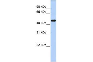 WB Suggested Anti-QTRTD1 Antibody Titration:  0. (QTRTD1 抗体  (N-Term))