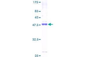BCL2L1 Protein (AA 1-233) (GST tag)