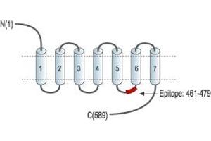 Representative domain view of the target of ABIN7581850.
