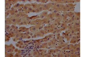 IHC image of ABIN7166472 diluted at 1:200 and staining in paraffin-embedded human liver tissue performed on a Leica BondTM system. (Proteoglycan 4 抗体  (AA 25-156))