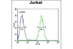 Flow cytometric analysis of Jurkat cells (right histogram) compared to a negative control cell (left histogram). (GNAT1 抗体  (C-Term))