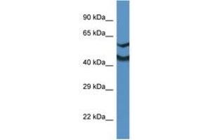 Image no. 1 for anti-NDRG Family Member 2 (NDRG2) (N-Term) antibody (ABIN6746003) (NDRG2 抗体  (N-Term))