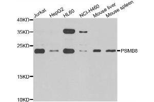 Western blot analysis of extracts of various cell lines, using PSMB8 antibody. (PSMB8 抗体)