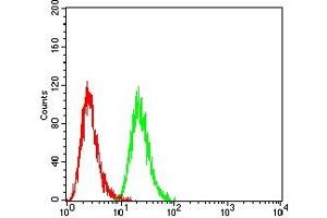 Flow cytometric analysis of Hela cells using SETD7 mouse mAb (green) and negative control (red). (SETD7 抗体  (AA 107-366))
