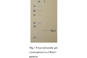 SDS-PAGE (SDS) image for Crossover Junction Endodeoxyribonuclease RuvC (RuvC) (Active) protein (ABIN2452186) (RuvC 蛋白)