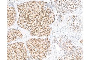Immunohistochemistry (IHC) image for anti-Ubiquilin 4 (UBQLN4) (AA 2-601) antibody (ABIN7453990) (Recombinant UBQLN4 抗体  (AA 2-601))