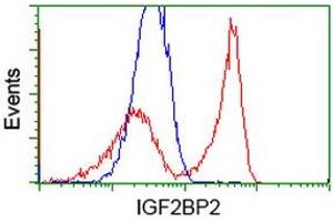 Image no. 3 for anti-Insulin-Like Growth Factor 2 mRNA Binding Protein 2 (IGF2BP2) antibody (ABIN1498825) (IGF2BP2 抗体)
