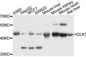 Western blot analysis of extracts of various cells, using DLK1 antibody.