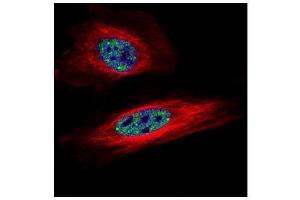 ICC/IF Image Confocal immunofluorescence analysis (Olympus FV10i) of paraformaldehyde-fixed HeLa, using SNRPB, antibody (Green) at 1:500 dilution. (SNRPB 抗体)
