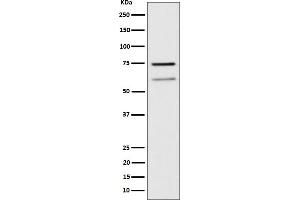 Western blot analysis of WDR1 expression in Raji cell lysate.