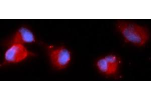 Immunofluorescence (IF) image for anti-Carbonic Anhydrase VIII (CA8) (AA 1-290) antibody (APC) (ABIN5568536) (CA8 抗体  (AA 1-290) (APC))