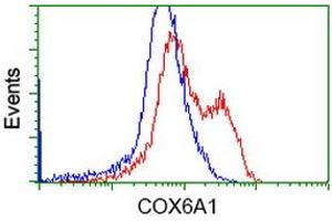Image no. 1 for anti-Cytochrome C Oxidase Subunit VIa Polypeptide 1 (COX6A1) antibody (ABIN1497584) (COX6A1 抗体)