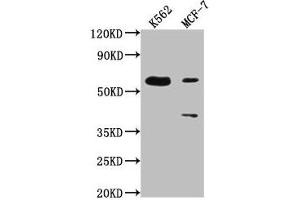 Western Blot Positive WB detected in: K562 whole cell lysate, MCF-7 whole cell lysate All lanes: PTBP3 antibody at 1:2000 Secondary Goat polyclonal to rabbit IgG at 1/50000 dilution Predicted band size: 60, 57, 61, 50 kDa Observed band size: 60 kDa (PTBP3 抗体  (AA 37-55))