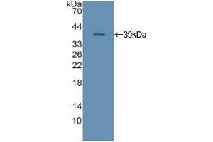 Western blot analysis of recombinant Human APOC2. (Apolipoprotein C-II 抗体  (AA 13-97))