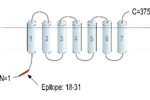 Representative domain view of the target of ABIN7884737. (Adiponectin Receptor 1 抗体  (Intracellular, N-Term))