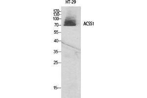 Western Blot (WB) analysis of specific cells using ACSS1 Polyclonal Antibody. (ACSS1 抗体  (C-Term))