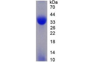 SDS-PAGE analysis of Rat MCSP Protein. (NG2 蛋白)