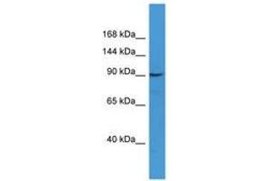 Image no. 1 for anti-CD22 Molecule (CD22) (AA 45-94) antibody (ABIN6746695) (CD22 抗体  (AA 45-94))