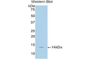 Western Blotting (WB) image for anti-Taurine Transporter (TAUT) (AA 131-227) antibody (ABIN1176289) (TAUT 抗体  (AA 131-227))