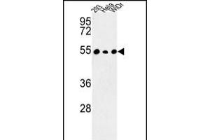 Western blot analysis of C14orf50 Antibody (N-term) (ABIN652930 and ABIN2842596) in 293, Hela, WiDr cell line lysates (35 μg/lane). (PPP1R36 抗体  (N-Term))
