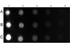 Dot Blot for Goat Anti-Mouse IgG IgA IgM (H&L) Antibody Fluorescein Conjugated Dot Blot for Mouse IgG IgA IgM (H&L) Antibody Fluorescein Conjugated. (山羊 anti-小鼠 IgA, IgG, IgM (Heavy & Light Chain) Antibody (FITC) - Preadsorbed)