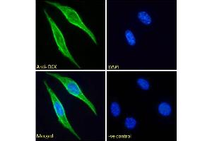 ABIN6391363 Immunofluorescence analysis of paraformaldehyde fixed NIH3T3 cells, permeabilized with 0. (Doublecortin 抗体  (Internal Region))