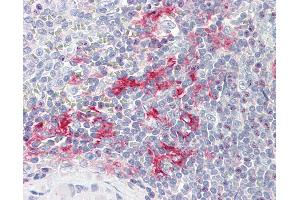 Anti-LITAF antibody IHC staining of human spleen. (LITAF 抗体  (AA 1-132))