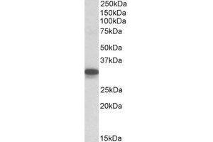 AP23661PU-N Cyb5r3 antibody staining of Mouse Lung lysate at 0. (CYB5R3 抗体  (C-Term))