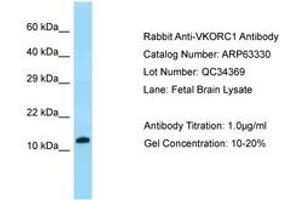 Image no. 1 for anti-Vitamin K Epoxide Reductase Complex, Subunit 1 (VKORC1) (AA 27-76) antibody (ABIN6749969)